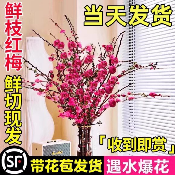 速发红梅干枝室培桃花鲜枝带花苞卉雪柳水内植物客厅水养冬季开花
