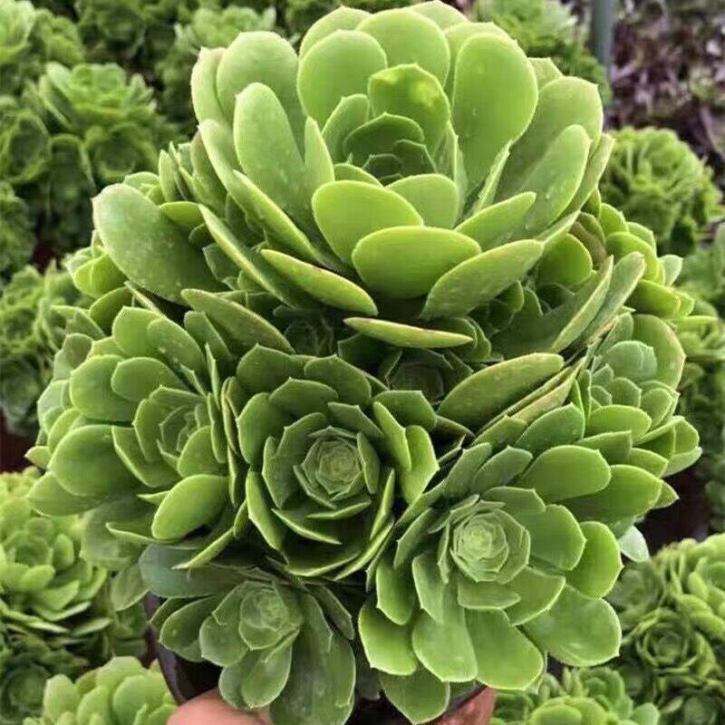 速发花法师多肉植物 基捧绿 多肉手地直发 多头老桩一物一拍