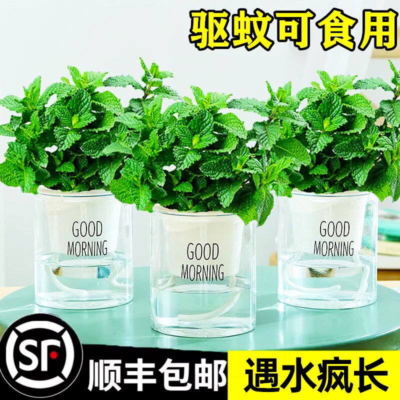 速发柠檬薄荷盆卉水培迷迭香可食用薄荷叶苗驱蚊草好养花栽绿内室