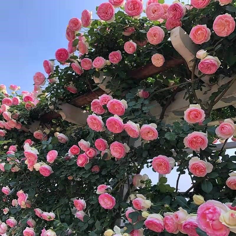 速发藤本月浓紫藤花苗爬藤植物蔷季玫瑰花种薇香家养花卉庭院多季