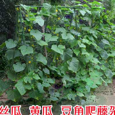 速发种菜蔬果攀爬架黄瓜豆角番茄葡萄藤藤植物爬蔓架花支缩伸杆瓜