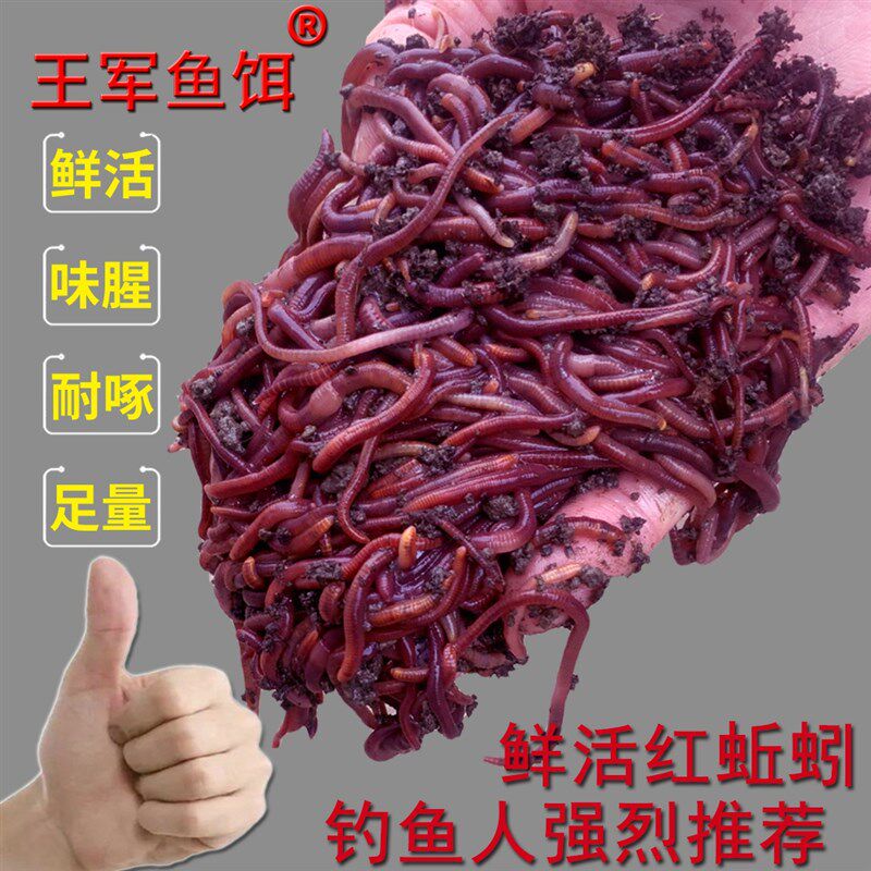 速发蚯蚓活鳝鲜装钓鱼红蚯蚓散装盒活黄饵饵料黑蚯蚓红虫王军