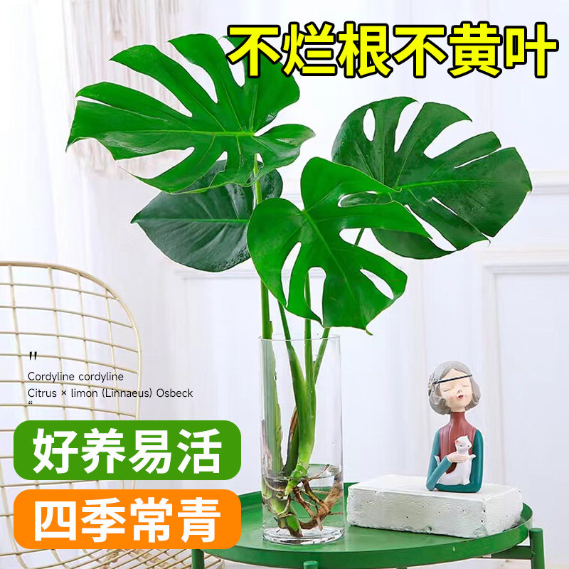 速发龟背竹水培植物内栽老桩观叶绿植大叶室盆外客厅常化空气四季