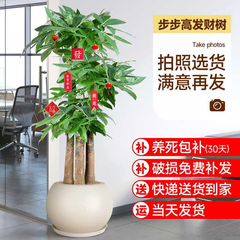速发发财树盆栽大内客厅大型招财树绿植物办公室乔棵迁开业送礼