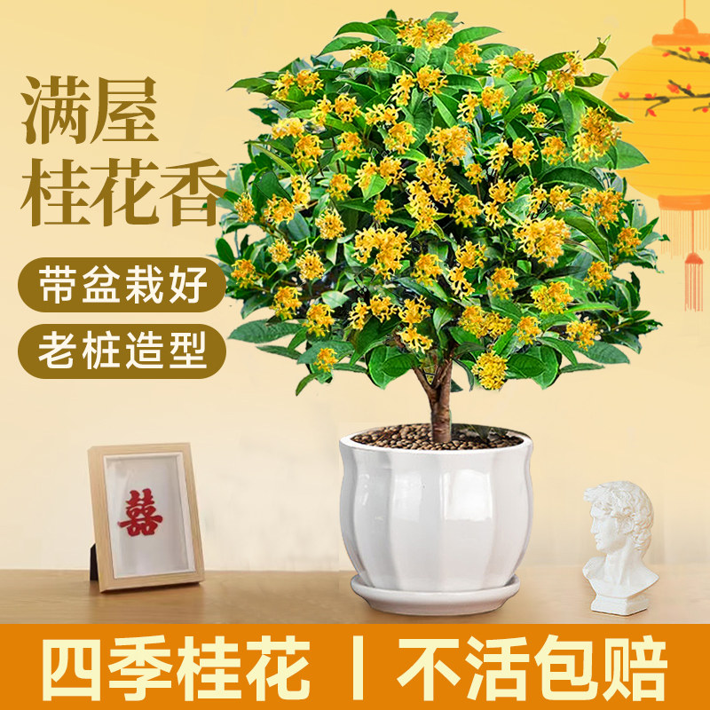 速发四季桂花盆栽丹内桂浓香型带花苞室台金庭院好养花卉绿植物