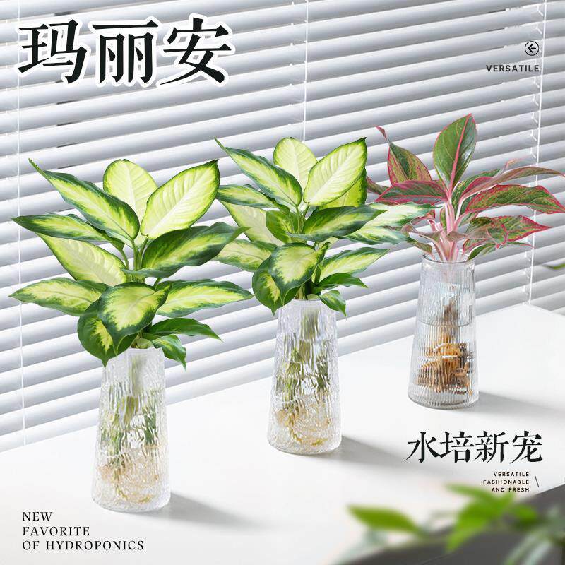 速发玛丽年水培植物高端无好盆栽室内土养客厅安红禄植桌面水养绿