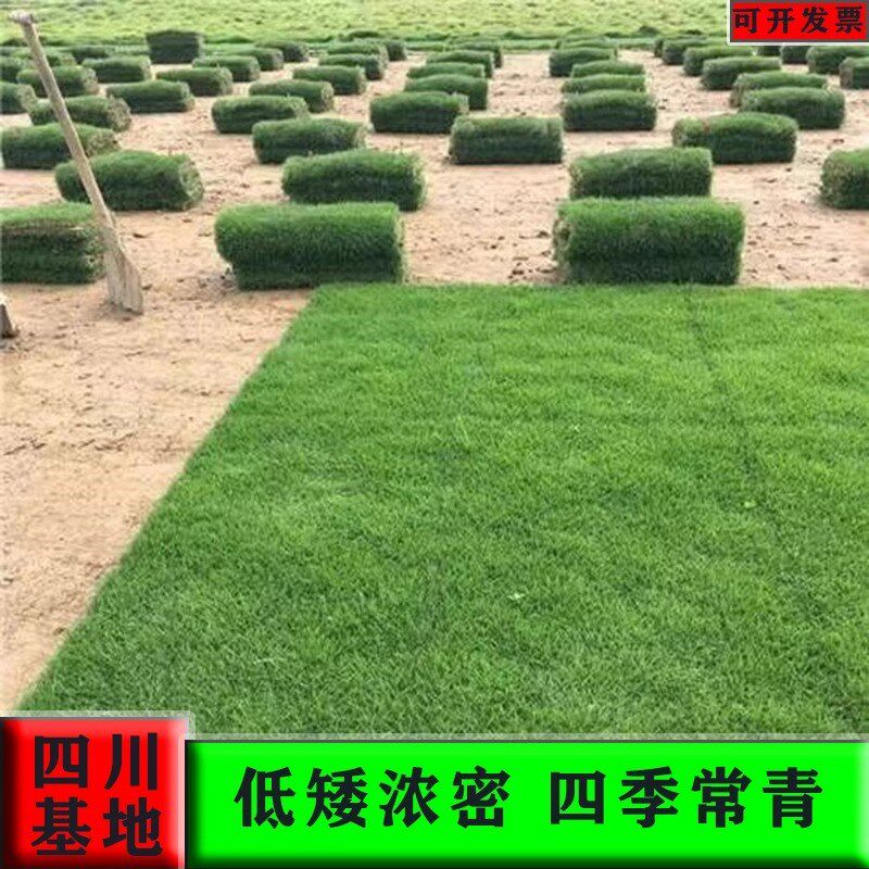 速发绿泥草皮院草坪带化土庭真别墅四季青百慕大剪股颖马尼拉免剪