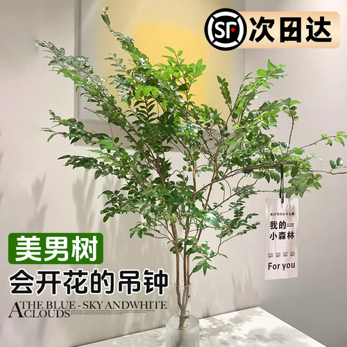 速发冬男树水培室物植内好养秋美马醉木吊钟鲜切枝高端无土纯水培