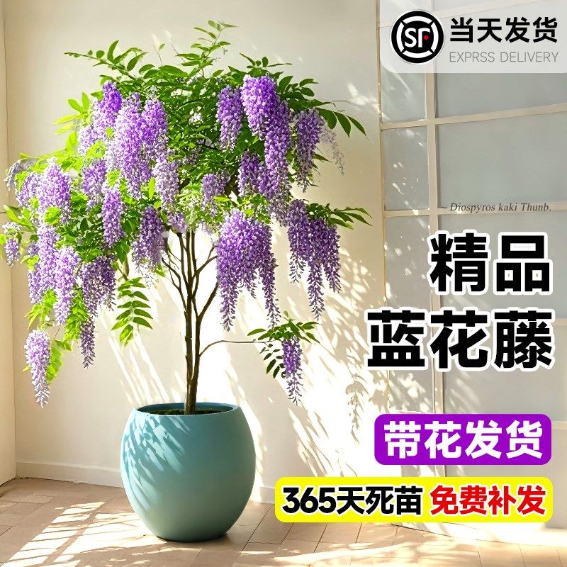 速发养植室卉大型蓝花藤泰国小叶紫藤花客厅盆栽大落地花内四季好