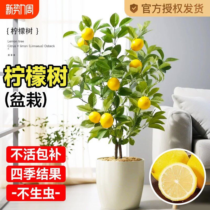 速发柠檬树盆栽带果可果厅老桩客用台绿植物四季水果树食苗