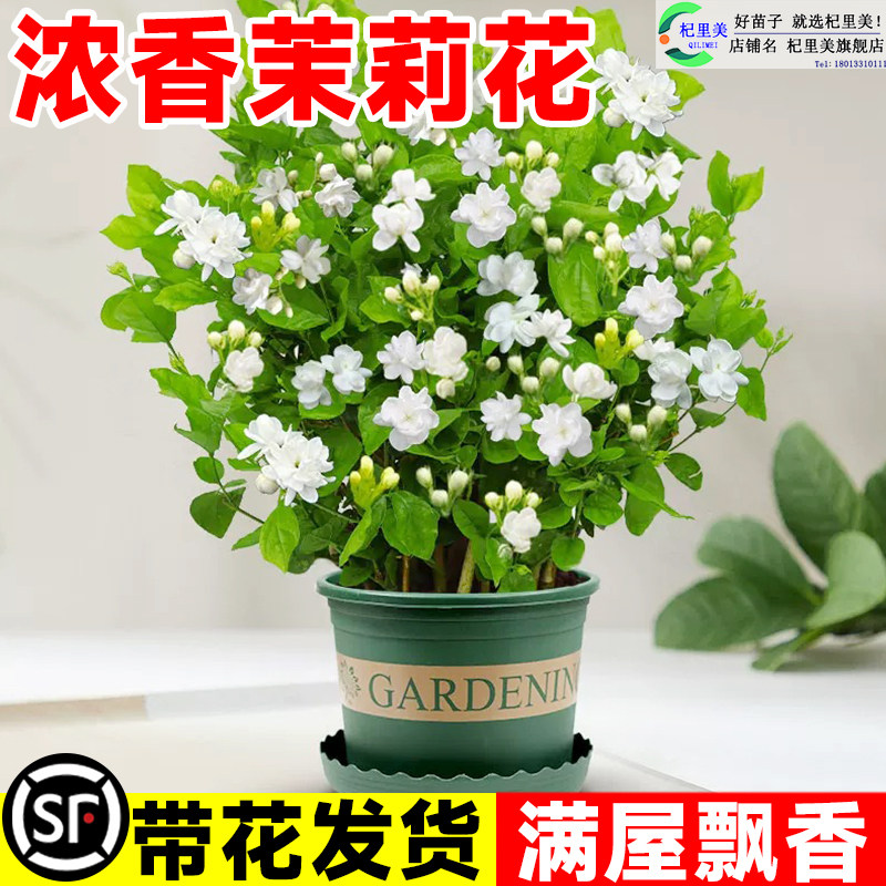 速发茉莉花苗盆栽带花苞九里香绿桩驱蚊水培四季开栀子花卉老植室