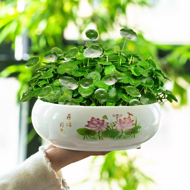 速发水仙花盆陶瓷铜钱草无培睡莲一钱莲碗莲金叶草水养盆缸水孔大