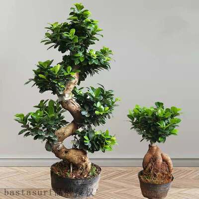 速发Lbe a lf b S shd-gos bos idoor livi