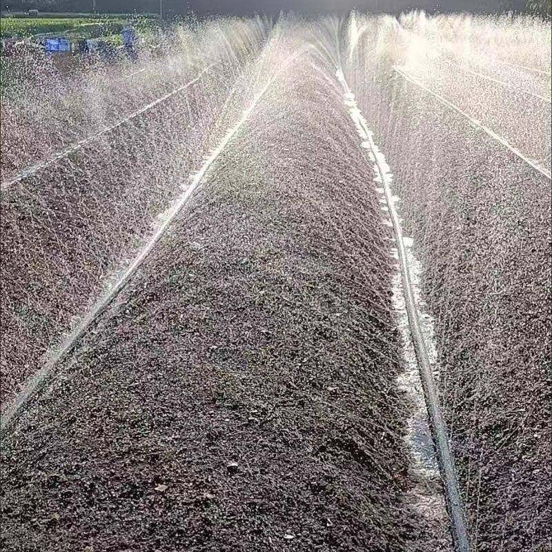 速发农用滴灌带软插微喷带喷灌带带管雾管主管浇地水管地大棚园林,鲜花速递/花卉仿真/绿植园艺,自动灌溉设备,淘宝优惠券,粉丝福利购,淘宝优惠卷