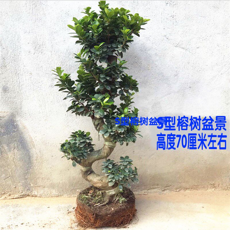 速发榕树盆景树桩大叶树盆栽绿植花卉小榕榕小盆栽造型净化空气
