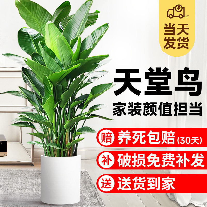 速发室客厅绿植盆栽鸟内旺宅大型物公室植办好养活花卉鹤望兰