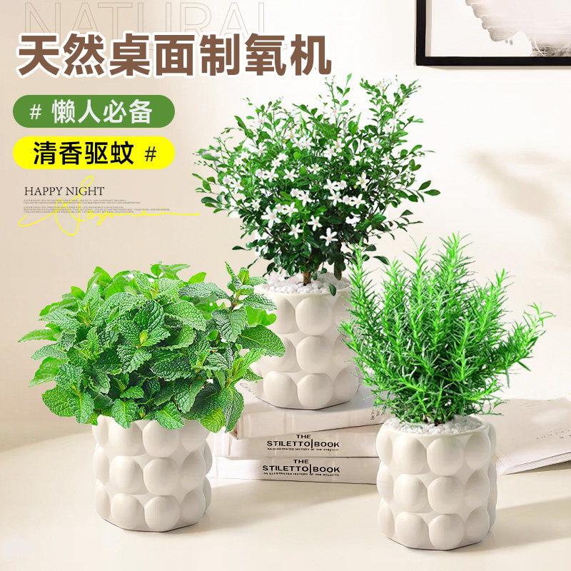 速发驱蚊驱虫植草室内盆栽花清桌木薄荷办公室香面绿植神器水培物