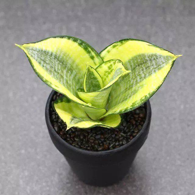 速发员外白虎虎皮兰黄吸哈尼荷花佛手宝镜虎尾兰金甲醛绿植白玉玉