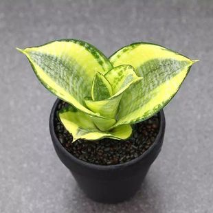 速发员外白虎虎皮兰黄吸哈尼荷花佛手宝镜虎尾兰金甲醛绿植白玉玉