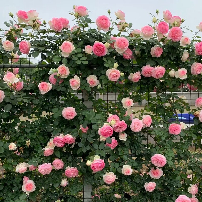 速发藤本月季大花爬藤月季浓香大苗欧月蔷薇花苗多季开花 包对版