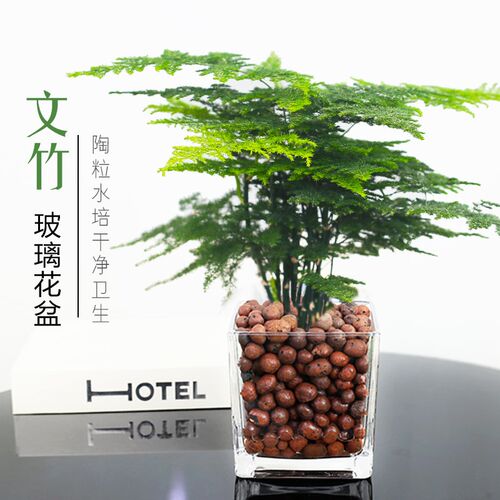 八面来財盆d栽七叶莲招财树鸭脚木水培植物室内好养净化空气绿植