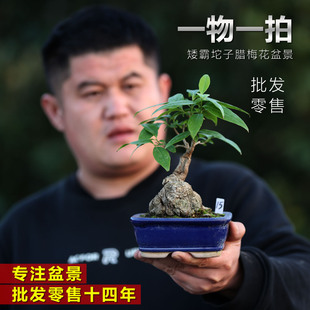 精品原生矮霸坨子腊梅老桩盆景桩腊梅花盆景微型盆景盆栽一物一拍