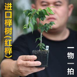 原生进口品种微型日本榉树小叶红榉盆栽榉树盆景苗冬红叶榉树苗