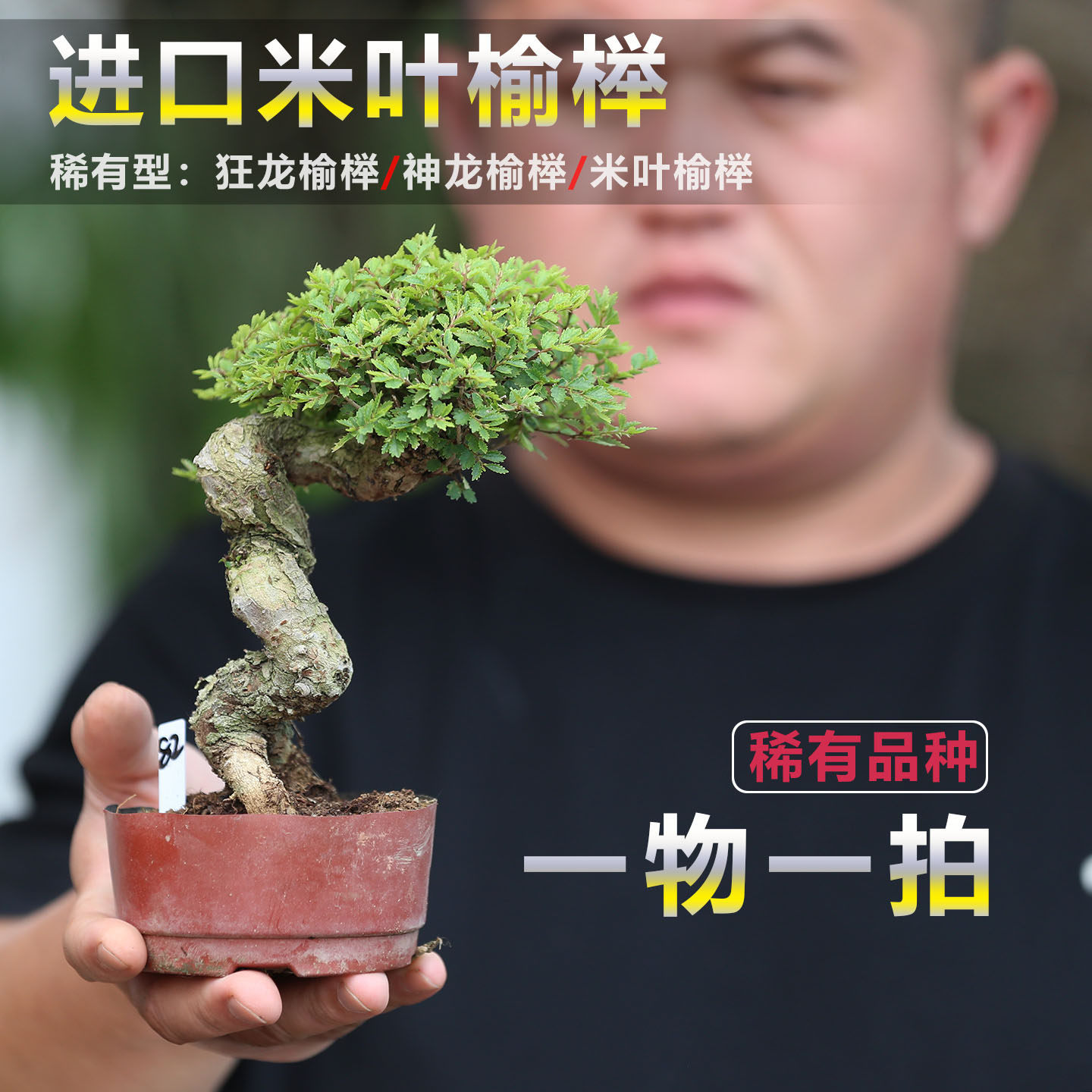 狂神龙榆矮霸造型日本进口原生小叶米叶榆榉盆景龙神榆榉精品老桩图片