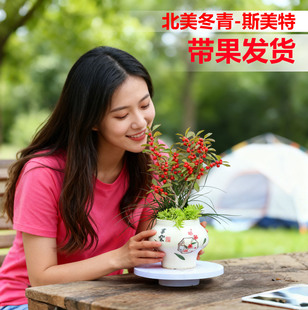 盆景北美冬青大盆栽带红果美斯特年宵花耐寒花卉北美冬青老桩花卉