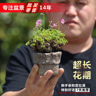 三叶草老桩盆景盆栽红花酢浆草种球多年生幸运草掌上微型拇指盆景