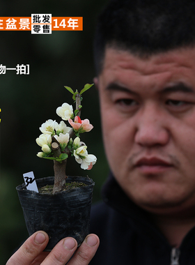 精品日本原生粉宝出锦长寿宝海棠花小叶东洋锦复色长寿梅微型盆景