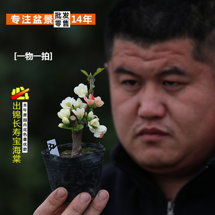 精品日本原生粉宝出锦长寿宝海棠花小叶东洋锦复色长寿梅微型盆景