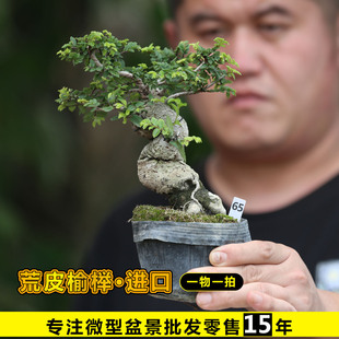 进口荒皮榆榉矮霸造型盆景八房爆皮榆榉小叶榆榉盆景盆栽榆树盆景