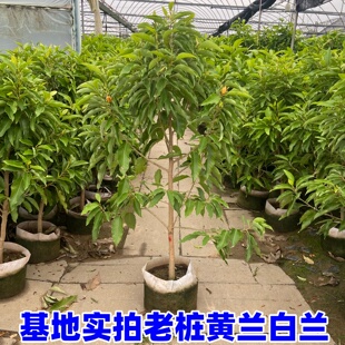 嫁接白兰花苗 白兰花树苗白玉兰黄桷兰黄兰盆栽地栽浓香花卉