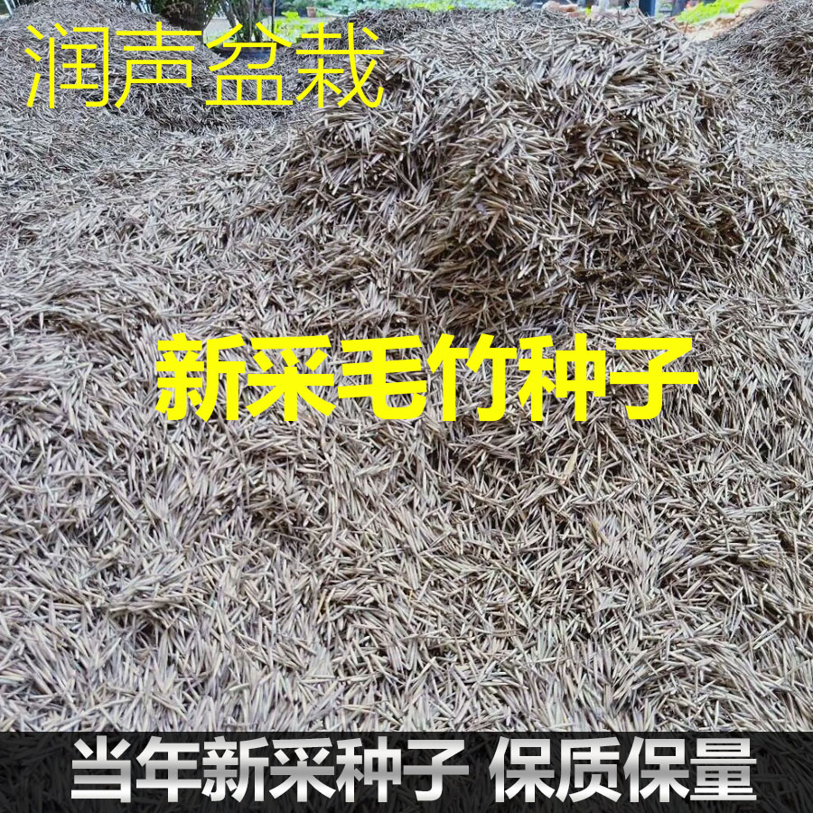 新采摘大型毛竹种子 楠竹种子 刚竹生长快江南竹食用竹笋竹子种籽