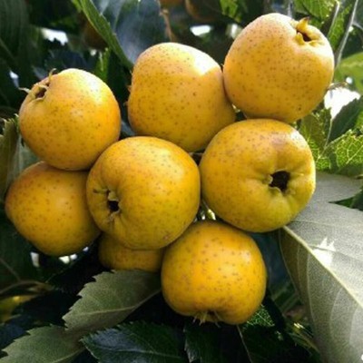 山里红山楂树嫁接苗甜红子山楂苗大五棱南方北方种植当年结果包