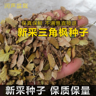 农户新采三角枫种子三角枫树种子籽三角槭落叶乔木园林盆景树种子