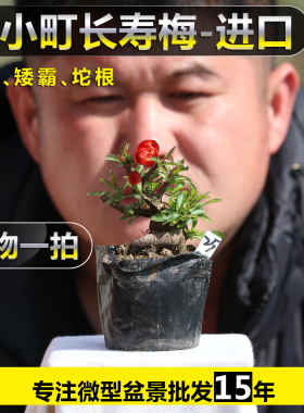 原生日本进口姬小町红花长寿梅矮霸坨子微型姬小町长寿梅造型盆景