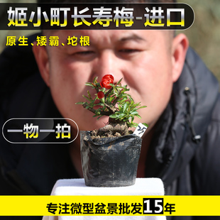 原生日本进口姬小町红花长寿梅矮霸坨子微型姬小町长寿梅造型盆景