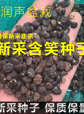新采正宗乐昌含笑种子 乐昌含笑花种子籽500g 乐昌 深山含笑种子