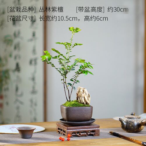 丛林紫檀造型盆景室内桌面耐阴好养中式山水盆栽办公室老板桌茶台