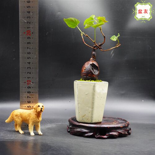 何首乌盆栽 盆景 奇异造型绿植园艺 掌上微型 植物盆栽 粗壮 实图