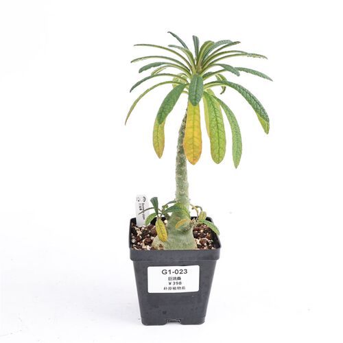 【朴原】巨琉桑 Dorstenia gigas  非洲珍奇潮流块根多肉盆栽绿植