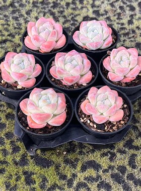 慢悠花房冰玉精品多肉公室阳台绿植园艺盆栽花卉庭院多肉植物