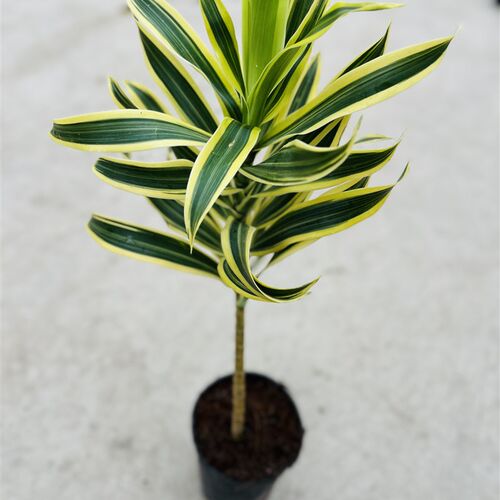金边百合竹盆栽 室内耐阴好养客厅办公室阳台花卉绿植物室内桌面