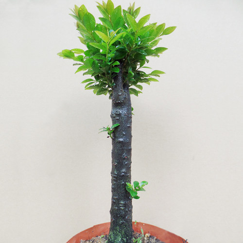 名贵小叶紫檀盆景树苗室内植物办公室绿植四季常青客厅盆栽包邮