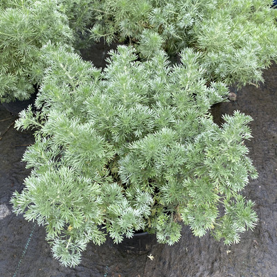 花镜植物朝雾草盆栽银叶草阳台花园银色观叶多年生宿根花卉好养活