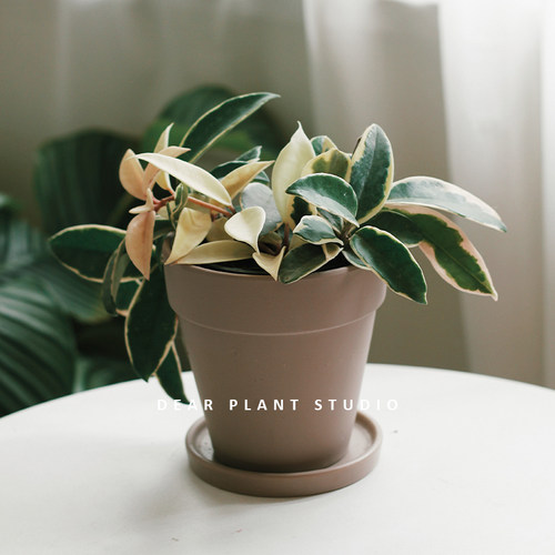 亲爱的绿植花叶球兰锦爬藤垂吊阳台窗台庭园室内盆栽攀援花卉植物