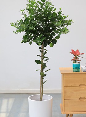 柠檬树盆栽香水柠檬 带果出售观果植物芳香安神上海送货上门