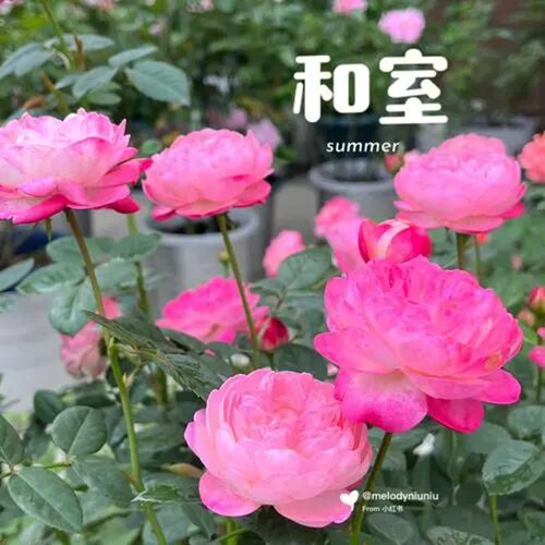 和室月季花苗四季开花丰花包子观花阳台玫瑰大花浓香花卉盆栽绿植